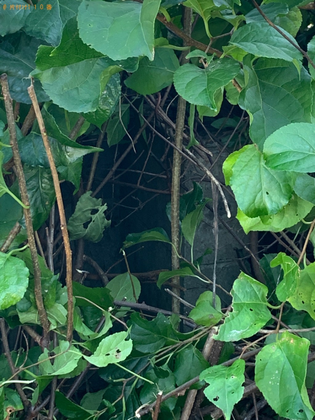 ハチ駆除ご依頼　お客様の声